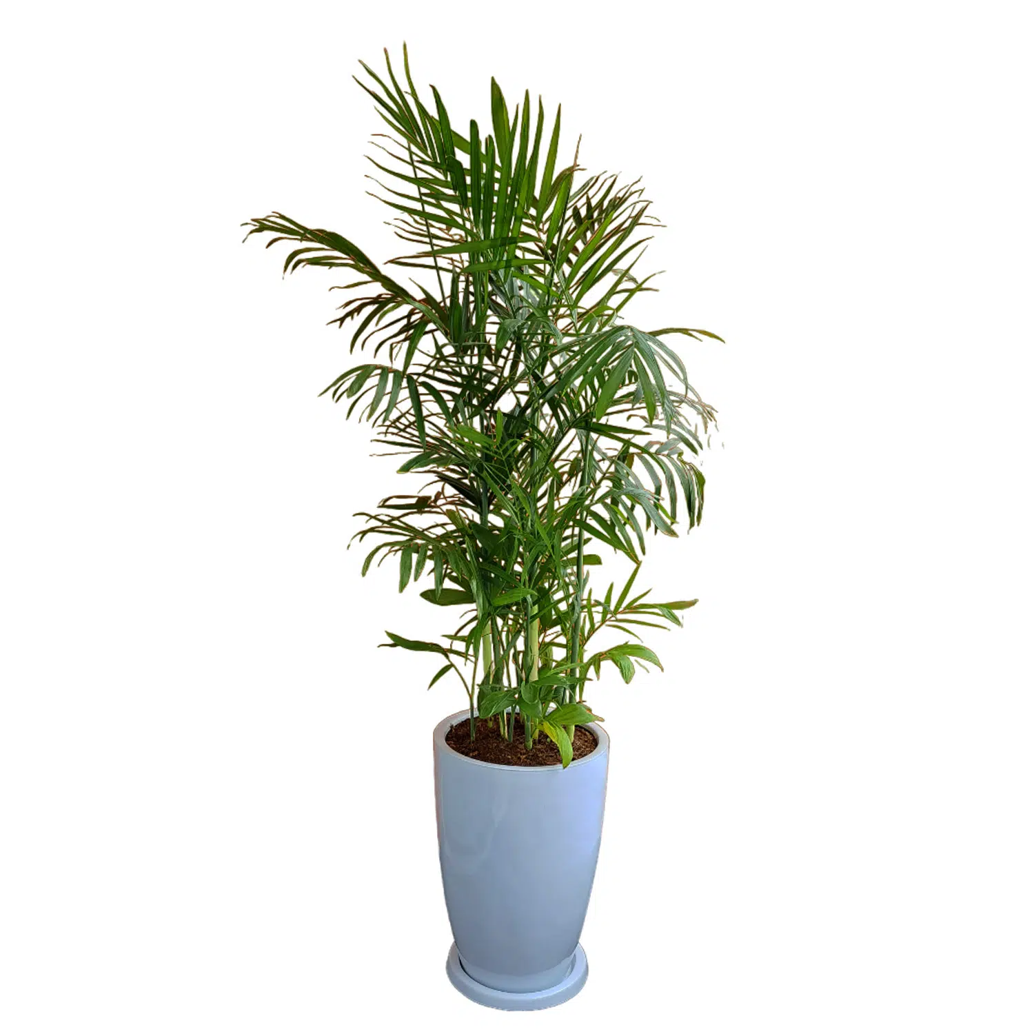 Palmera Bambu en maceta Malva Blanco | 1.60mts.