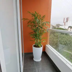 Alternative view of Palmera Bambu en maceta Malva Blanco | 1.60mts.