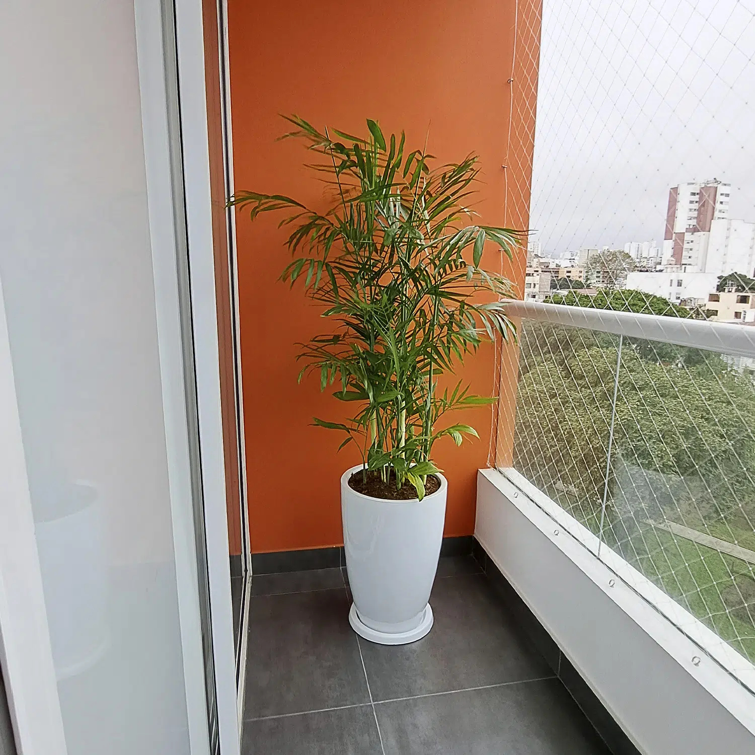 Palmera Bambu en maceta Malva Blanco | 1.60mts. - Imagen 2