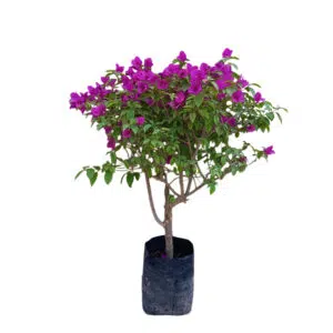 Buganvilia tipo arbusto | 80cm