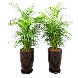 Combo 8: 2 Palmera Hawaiana + 2 Maceta Malva marron | 1.50mts