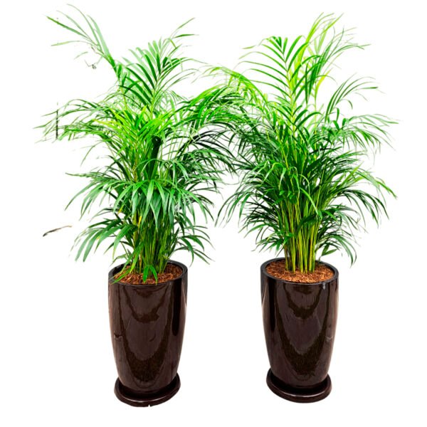 Combo 8: 2 Palmera Hawaiana + 2 Maceta Malva marron | 1.50mts