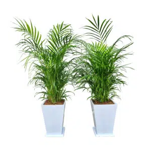 Combo 7: 2 Palmera Hawaiana + 2 Maceta de fibra | 1.50 mts