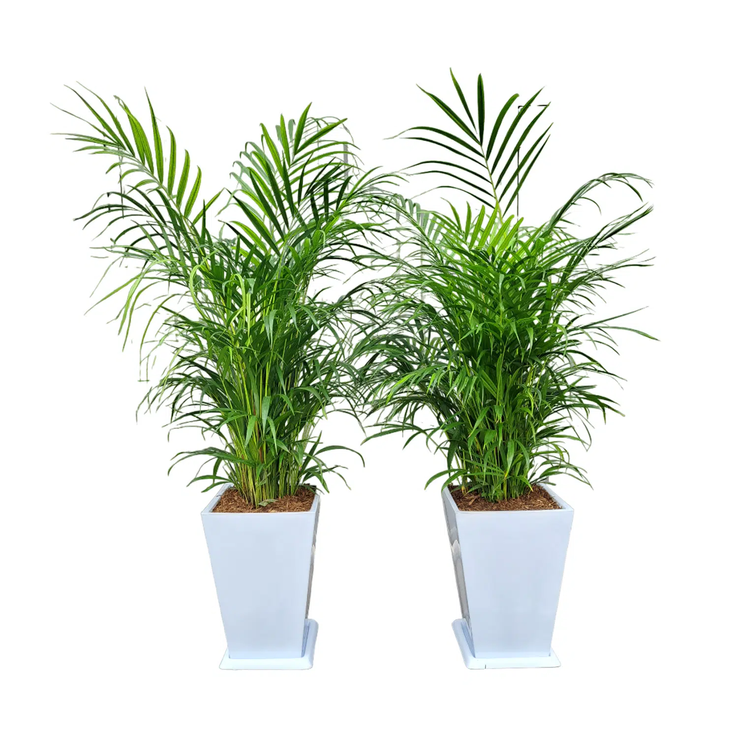 Combo 7: 2 Palmera Hawaiana + 2 Maceta de fibra | 1.50 mts