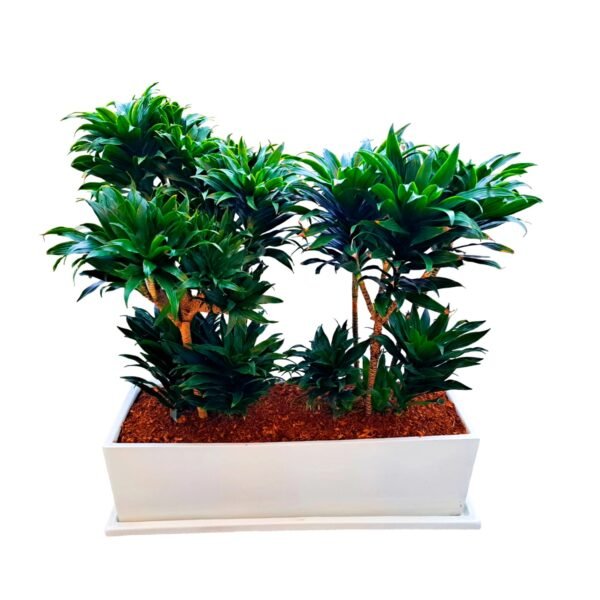 Dracena Compacta en Jardinera Blanca | 1mt.