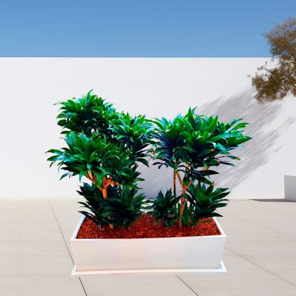Dracena Compacta en Jardinera Blanca | 1mt. - Imagen 2