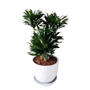Alternative view of Dracena Compacta en maceta Huevo de Arcilla | 80 cm.