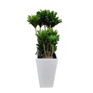 Dracena Compacta en maceta Pirámide Blanco | 1.40 mts.