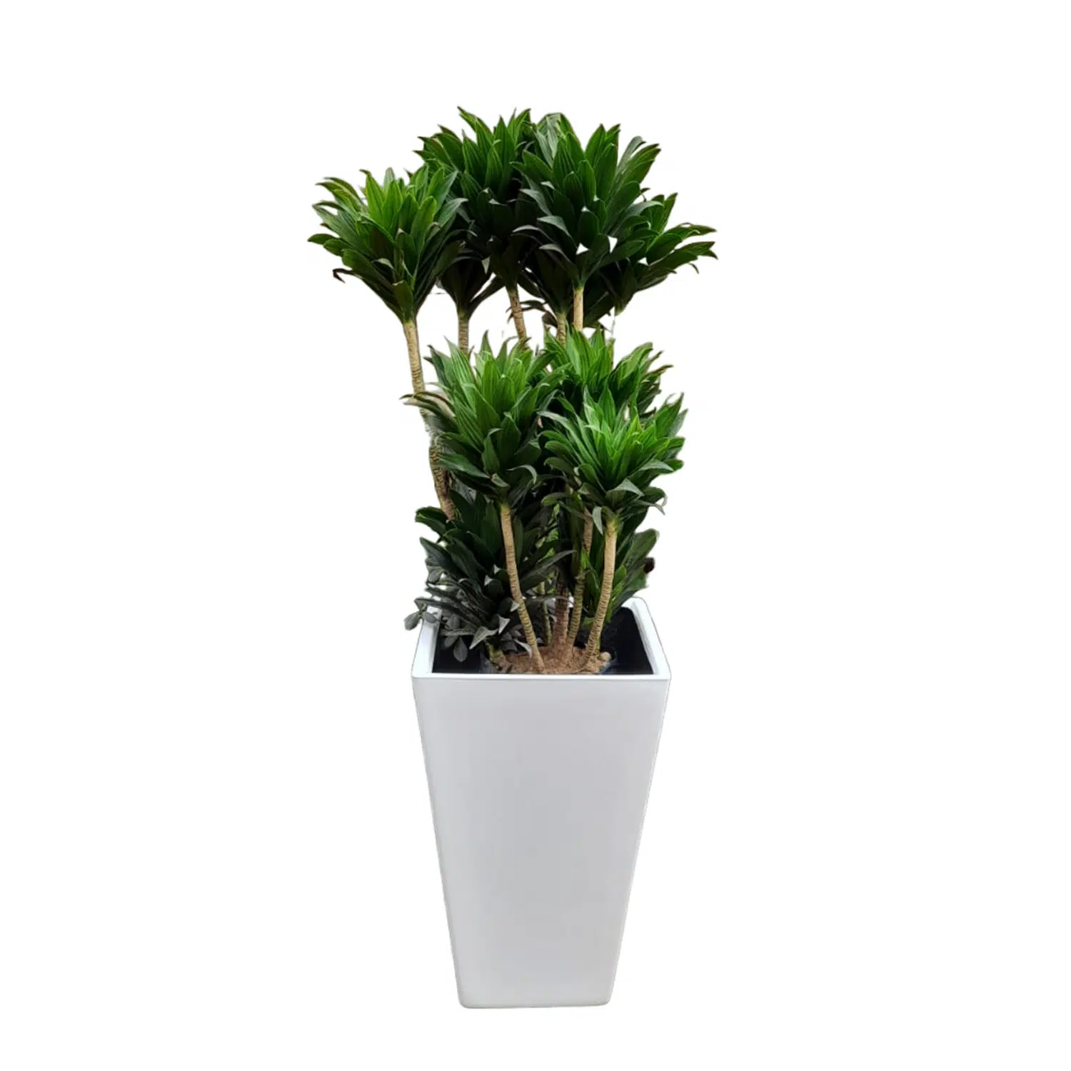 Dracena Compacta en maceta Pirámide Blanco | 1.40 mts.