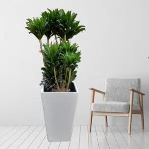 Alternative view of Dracena Compacta en maceta Pirámide Blanco | 1.40 mts.