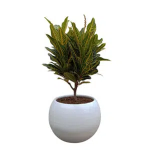 Croton amarillo en maceta Esfera | 60cm.