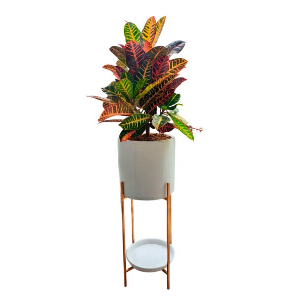 Croton Petra en maceta y pedestal dorado | 1.20mts