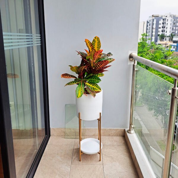 Croton Petra en maceta y pedestal dorado | 1.20mts - Imagen 2