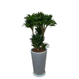Dracena Compacta en maceta Cono Blanco | 1.40mts.