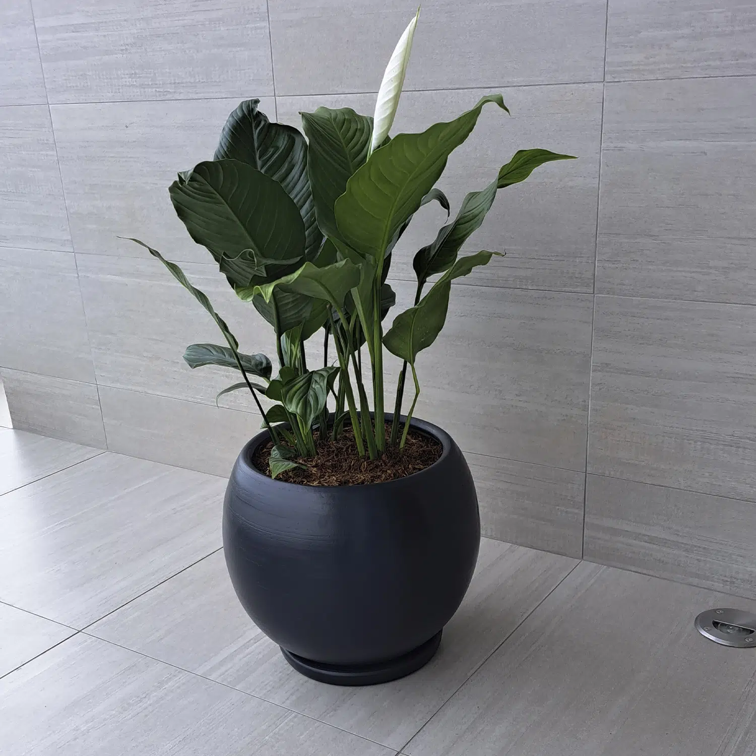 Espatifilio en Maceta Esfera | 60 cm. - Imagen 2