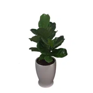 Ficus Lyrata en maceta Cono Blanco | 90 cm.