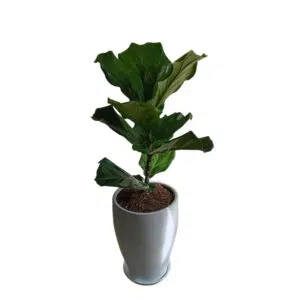 Alternative view of Ficus Lyrata en maceta Cono Blanco | 90 cm.