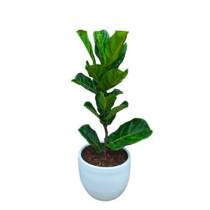 Alternative view of Ficus Lyrata | 1.50 mts