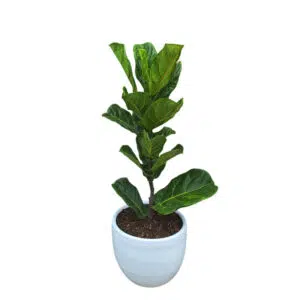 Alternative view of Ficus Lyrata | 1.50 mts