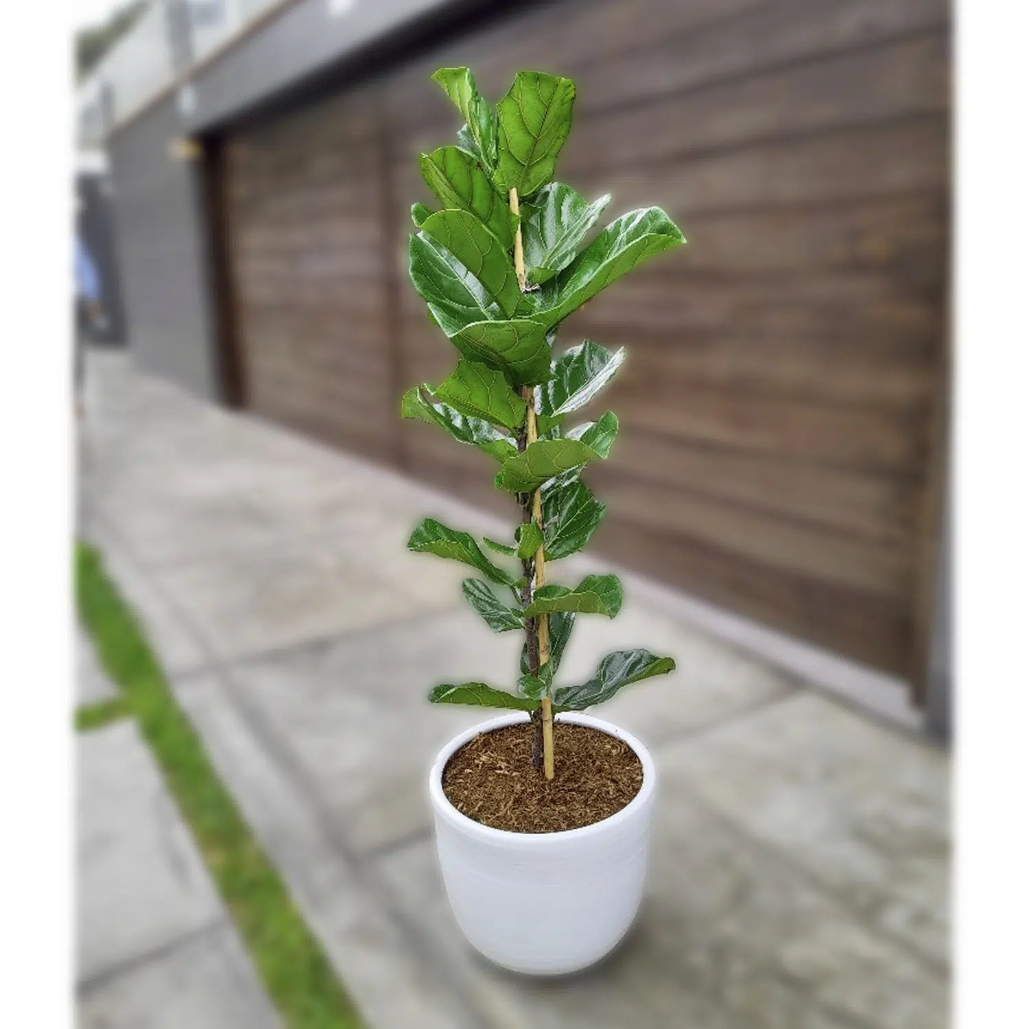 Ficus Lyrata | 1.50 mts - Imagen 3