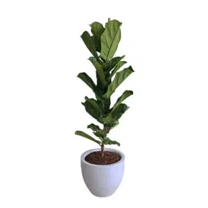 Ficus Lyrata en maceta Huevo de fibra | 1.30mts