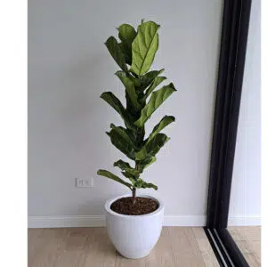 Alternative view of Ficus Lyrata en maceta Huevo de fibra | 1.30mts