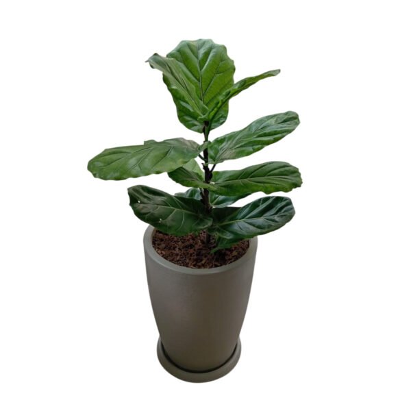 Ficus Lyrata en maceta Malva Texturizado | 1mt.