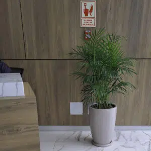 Alternative view of Palmera Hawaiana en maceta Malva Arena | 1.50mts