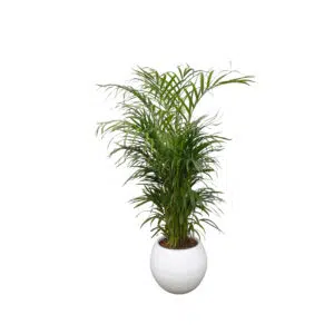 Palmera Hawaiana en maceta Esfera Blanco | 1.50mts.