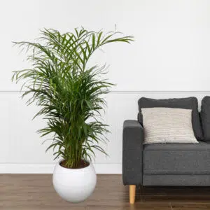 Alternative view of Palmera Hawaiana en maceta Esfera Blanco | 1.50mts.