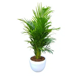 Palmera Hawaiana en maceta huevo de arcilla | 1.50mts.