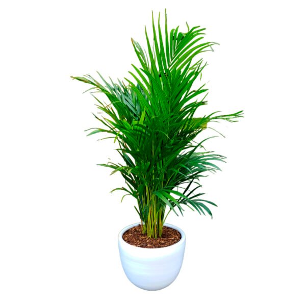 Palmera Hawaiana en maceta huevo de arcilla | 1.50mts.