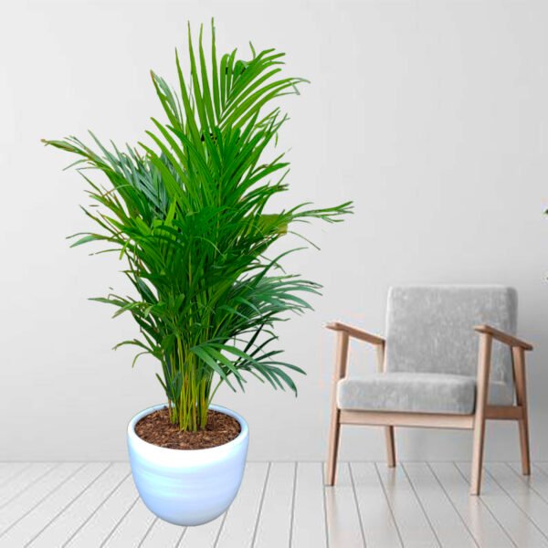 Palmera Hawaiana en maceta huevo de arcilla | 1.50mts. - Imagen 3