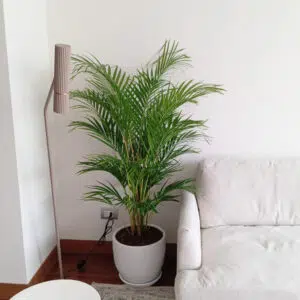 Alternative view of Palmera Hawaiana en maceta huevo de arcilla | 1.50mts.