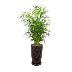 Palmera Hawaiana en maceta Malva marrón | 1.50mts