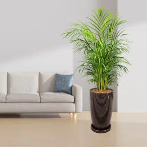 Alternative view of Palmera Hawaiana en maceta Malva marrón | 1.50mts