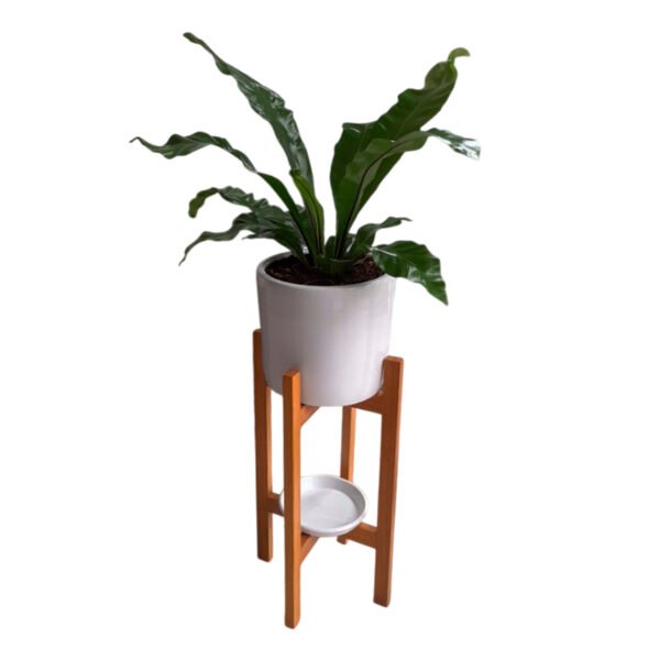 Helecho Alemán en maceta cilindro y pedestal de madera | 1.20mts.