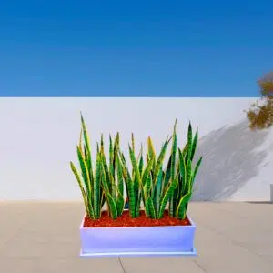 Alternative view of Lengua de suegra en Jardinera Blanca | 1 mt.