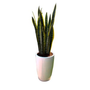 Alternative view of Lengua de Suegra / Sansevieria en maceta cono de arcilla | 1mt
