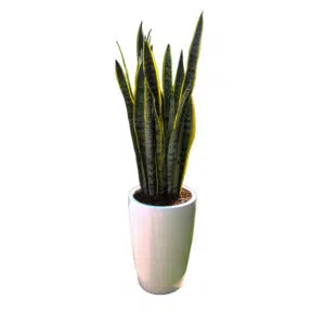 Alternative view of Lengua de Suegra / Sansevieria en maceta cono de arcilla | 1mt