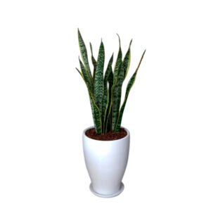 Lengua de Suegra / Sansevieria en maceta cono de arcilla | 1mt