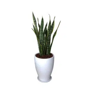 Lengua de Suegra / Sansevieria en maceta cono de arcilla | 1mt