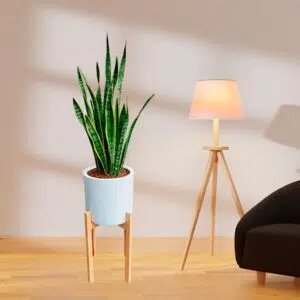 Alternative view of Lengua de Suegra / Sansevieria en maceta cilíndrica | 1.2mts