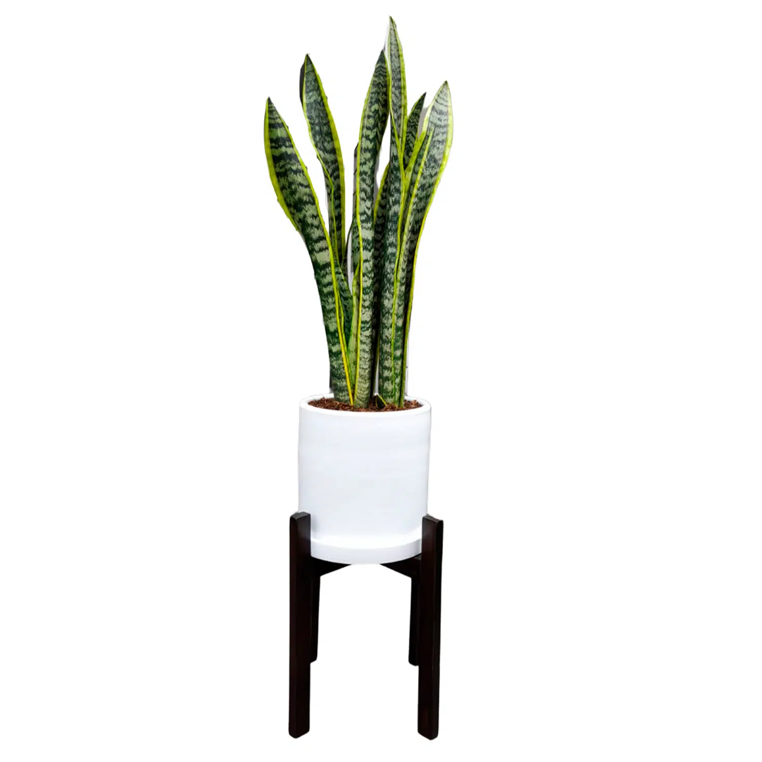 Lengua de suegra en maceta y pedestal marron | 1.20mts.