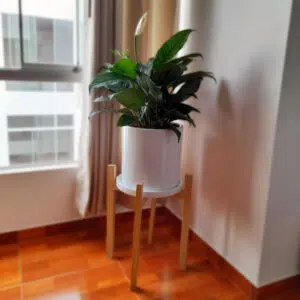 Alternative view of Lirio de la Paz / Espatifilio | 1mt
