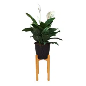 Espatifilio con maceta de plástico y pedestal de madera | 1.30mts.