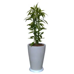 Lucky Bamboo en maceta Malva Blanco | 90cm.