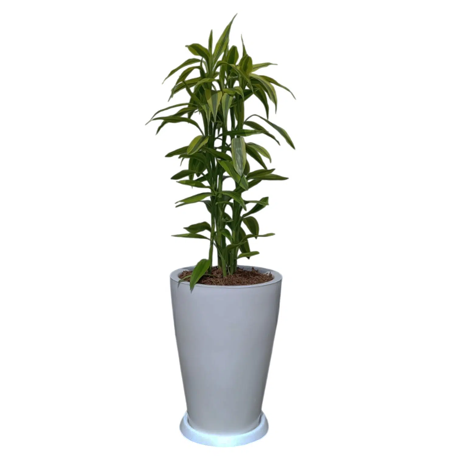 Lucky Bamboo en maceta Malva Blanco | 90cm.