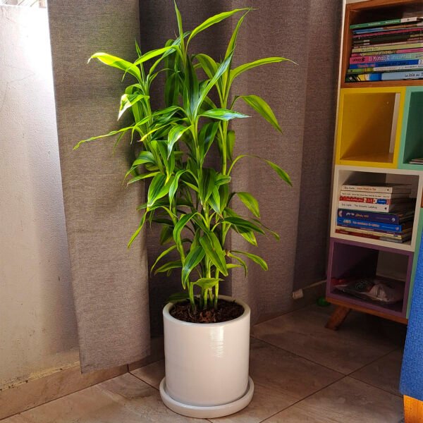 Lucky Bamboo en maceta cilindro blanco | 80cm - Imagen 2