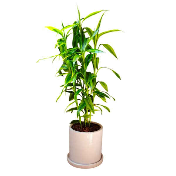 Lucky Bamboo en maceta cilindro blanco | 80cm